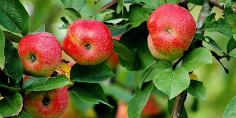 Detaljan opis kineske sorte jabuke bellefleur